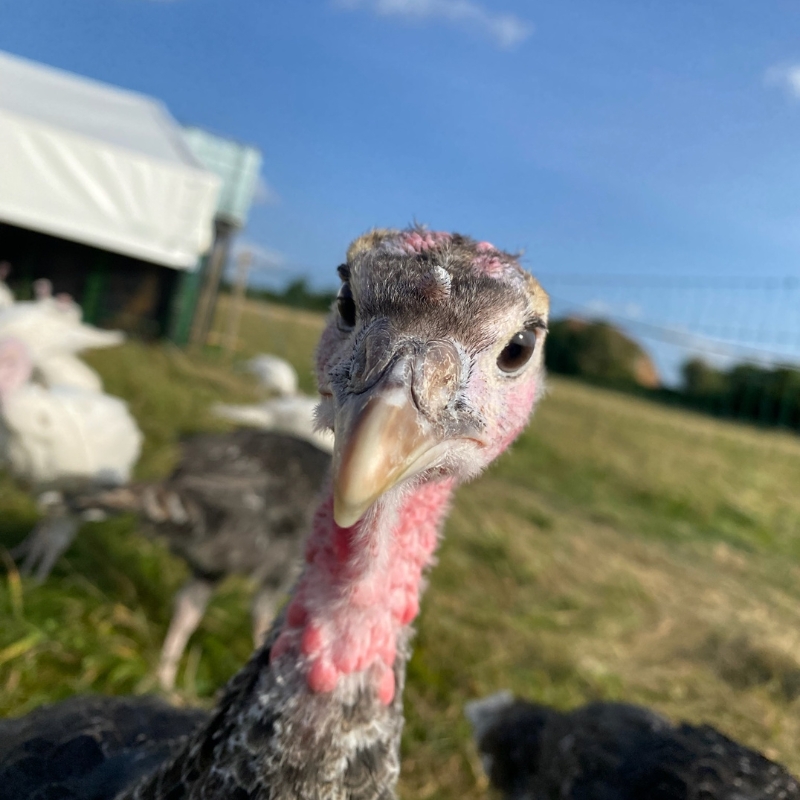 Free Range Turkey Farm Hampshire