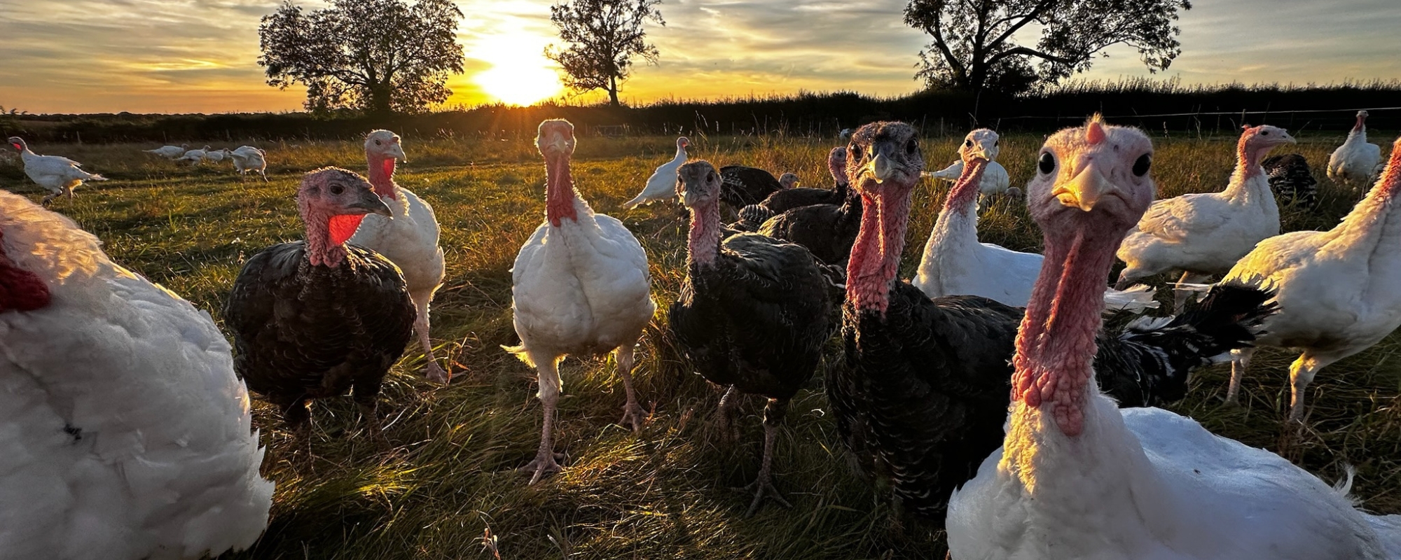 Free Range Turkeys Wonston